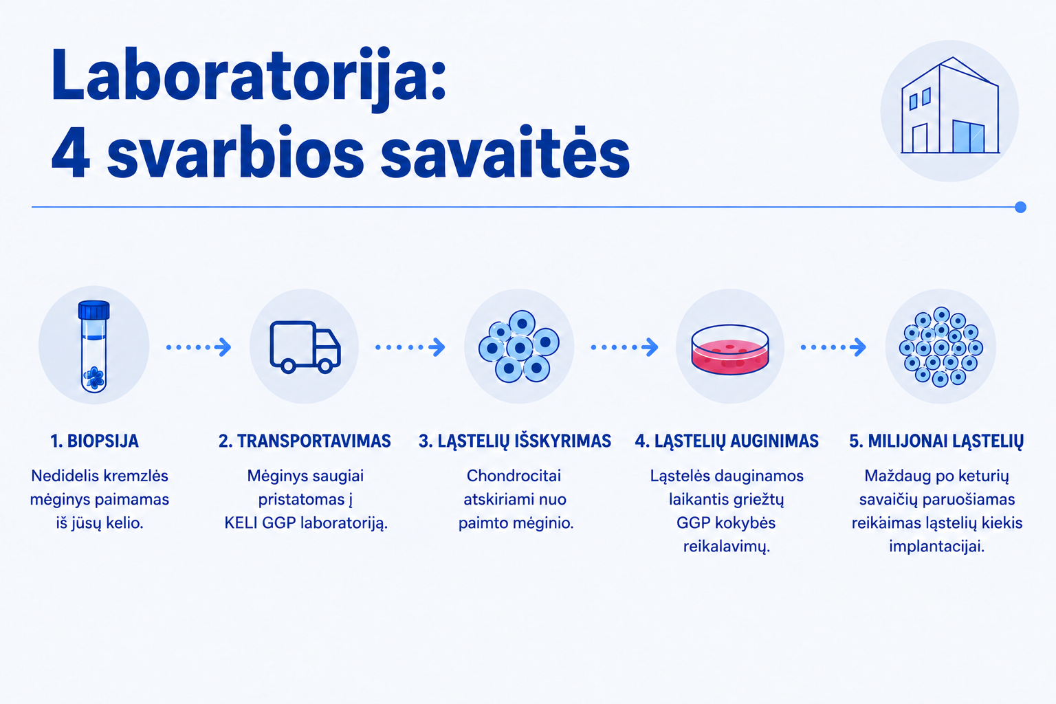 KELI GMP laboratorijos procesas: nuo biopsijos mėginio paruošimo ir ląstelių išskyrimo iki jų auginimo bei dauginimo. Maždaug per keturias savaites išauginami milijonai jūsų pačių chondrocitų.